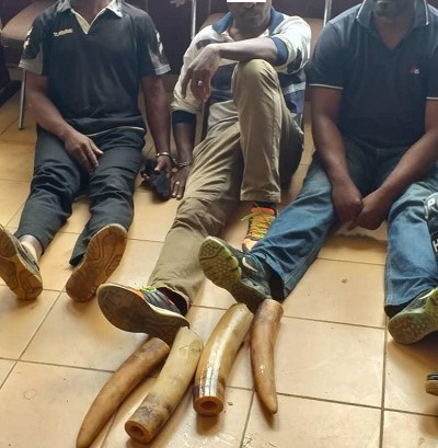 Un enseignant, un agent de santé et un pêcheur épinglés dans un motel avec des défenses d’éléphants