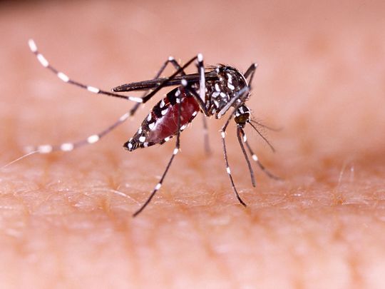 Alerte de santé publique : deux cas de fièvre jaune et un cas de fièvre Dengue signalés au Gabon