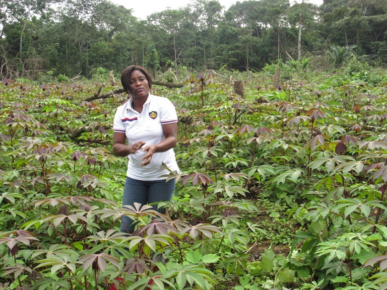 Gabon : 30 hectares de manioc et de banane à Mbigou pour contribuer à l’autosuffisance alimentaire