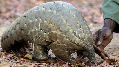 Le pangolin pourrait avoir propagé le coronavirus aux humains